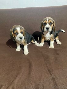 BEAGLE, BIGL, BIGEL - 6