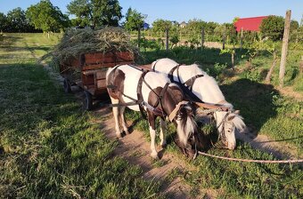 Shetty kobylka 8 mesačná - 6