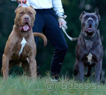 BANDOG - 6