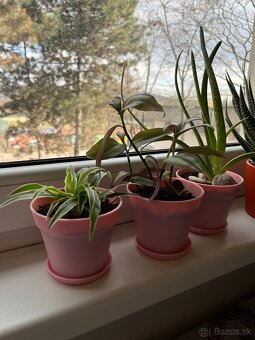 Aloe Vera, zelenec, tradescantia - 6