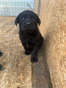 Labradorský retríver - šteniatka, Labrador šteniatka - 6