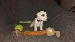 Jack russel terier - 6