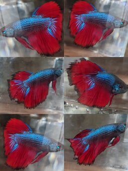 Betta Splendens - Bojovnica Pestrá. - 6