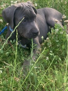 Predám Cane Corso - 6