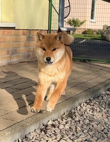 Shiba Inu s PP. - 6