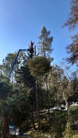 Výrub a orez stromov, rizikové pílenie, arboristika - 6