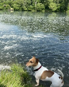 Jack Russel teriér na krytie - 6