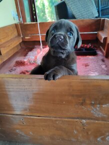 Labrador Retriever šteniatko - 6