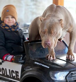 American bully xl xxl - 6