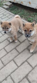 Šteniatka Shiba Inu - 6