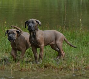 Cane Corso s PP (FCI) - 6