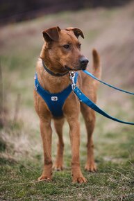 Darujem poslušného psa Beriho - mix ridgeback - 6