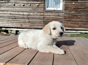 Darujem rozkošné šteniatka - mix špic / labrador - 6