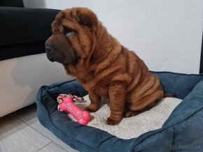 ⭐️SHAR-PEI šteniatko - 6