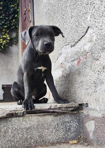 Stafordšírský bulteriér bullterrier modry psik - 6