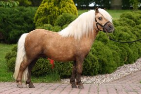 Plemenný shetland pony s pp - 6