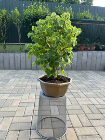 Bonsai Tilia Cordata - 6