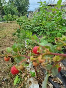 Šalková - 5km od centra BB, rekonštrukcia, cez 3000m2 poz. - 6