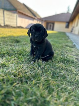 Cane Corso - 6