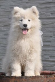 Samojed šteniatka s rodokmeňom - 6