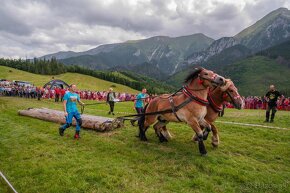 Predam ťažného žrebca - 6