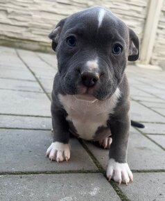 American Bully pocket - 6