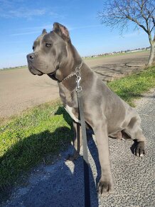 Cane Corso - 6