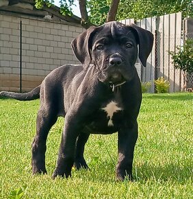 Cane Corso s PP - 6