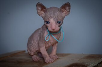 Kanadský Sphynx - 6