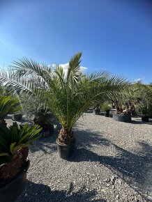 Palma PHOENIX CANARIENSIS (ĎATLOVNÍK KANÁRSKY - 6