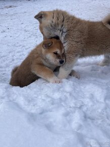 Akita inu - 6