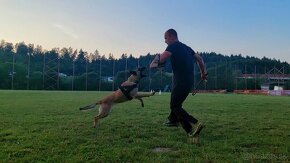 Belgický ovčiak malinois - 6