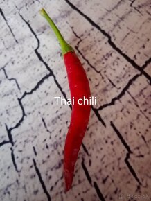 Chilli semená - 6