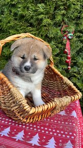 Šteniatka akita inu - 6