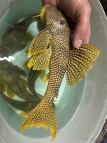 L014 Scobinancistrus aureatus - 6