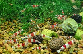 Krevetky Caridina Crystal Black - 6