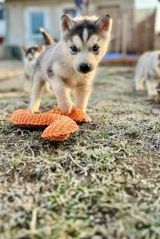 Šteniatka sibírsky Husky - 6