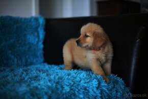 GOLDEN RETRIEVER-zlaty retrivr, zlaty retriever , american - 6