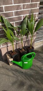 Washingtonia Robusta - rychlorastuca palma - 6