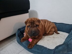 ⭐️SHAR-PEI šteniatko - 6