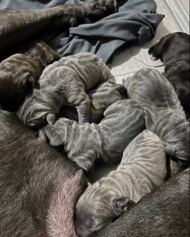 Cane corso šteniatka - 6