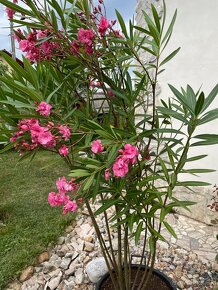 Oleander - 6