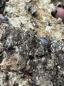 Porcellio leavis Milkback, Rovnakonôžky, Isopods - 6