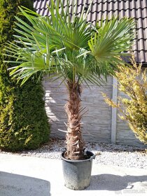 Mrazuvzdorne palmy Trachycarpus Fortunei na predaj - 6