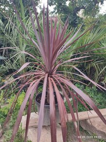 Cordyline Austrális Red star - 6