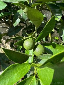 Pomaranč, mandarinka, citrus. Citrus Reticulata a Sinensis - 6