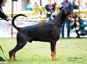 Doberman s PP - 6