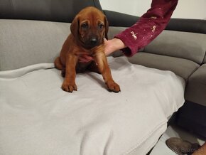 RHODESIAN RIDGEBACK - 6