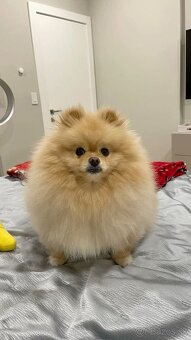 Pomeranian mini Boo - 6