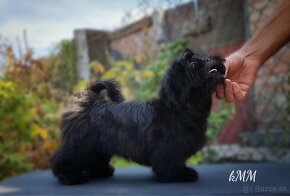 Shih Tzu (chlapec) - 6